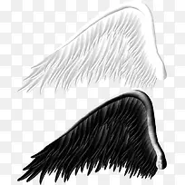 白黑翅膀图片-空若网 白黑翅膀图片-空若网