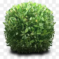 绿色树植物树素材-空若网 绿色树植物树素材-空若网