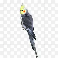 ��ɫ�ɰ���������-������