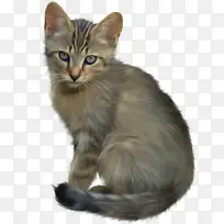 可爱灰色猫-空若网 可爱灰色猫-空若网