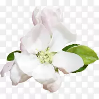 ��ƻ����ֲ�������-����-������