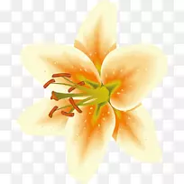 开花植物花瓣教学法-礼来-空若网 开花植物花瓣教学法-礼来-空若网