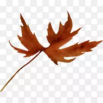 Ö²Îﻨˮ²Ê»-Ïã½¶Ò¶-¿ÕÈôÍø Ö²Îﻨˮ²Ê»-Ïã½¶Ò¶-¿ÕÈôÍø