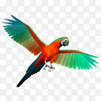 彩色鹦鹉-空若网 彩色鹦鹉-空若网