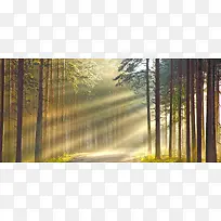 森林背景-空若网 森林背景-空若网