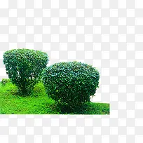 绿色风景树-空若网 绿色风景树-空若网