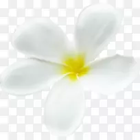 开花植物花瓣开花植物近春前进-空若网 开花植物花瓣开花植物近春前进-空若网