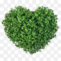 心形草 剪草-空若网 心形草 剪草-空若网