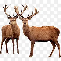 大角麋鹿素材-空若网 大角麋鹿素材-空若网