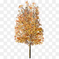 ��ɫ��-������