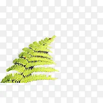 厥草-空若网 厥草-空若网