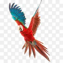 鹦鹉-空若网 鹦鹉-空若网