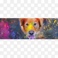 彩色的狗-空若网 彩色的狗-空若网