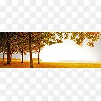 小树-空若网 小树-空若网