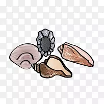 有机体人体食物剪辑艺术-贝壳-空若网 有机体人体食物剪辑艺术-贝壳-空若网