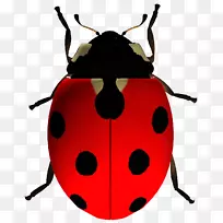 电脑图标瓢虫剪贴画瓢虫-空若网 电脑图标瓢虫剪贴画瓢虫-空若网