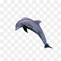 º£ëà ¶¯Îï ¿É°®-¿ÕÈôÍø º£ëà ¶¯Îï ¿É°®-¿ÕÈôÍø