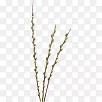 柳树信息数字图像剪贴画-树枝-空若网 柳树信息数字图像剪贴画-树枝-空若网