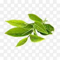 ��ɫ����Ҷ��֦��-������