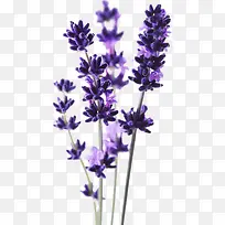 ����޹�²�-������