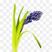 ޹�²ݻ���-������