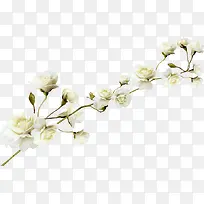 一树支白色花-空若网 一树支白色花-空若网