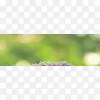 ��Ȼ����-������