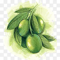 矢量橄榄插画-空若网 矢量橄榄插画-空若网