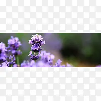 ޹�²ݱ�����-������