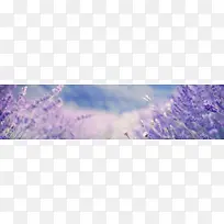 ޹�²ݱ�����-������