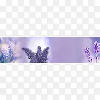 薰衣草背景-空若网 薰衣草背景-空若网