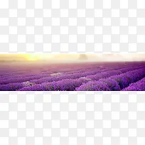 ޹�²ݱ���-������