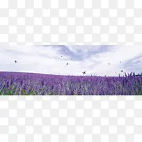 薰衣草背景-空若网 薰衣草背景-空若网