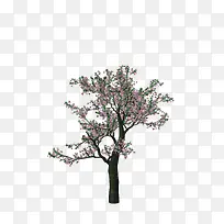 树-空若网 树-空若网