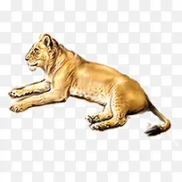 豹动物-空若网 豹动物-空若网