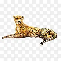 豹动物-空若网 豹动物-空若网