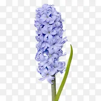 薰衣草-空若网 薰衣草-空若网