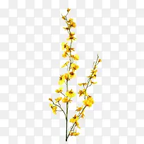 ºìÒ¶ PNGËØ²Ä-¿ÕÈôÍø ºìÒ¶ PNGËØ²Ä-¿ÕÈôÍø