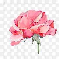 粉色康乃馨手绘插画-空若网 粉色康乃馨手绘插画-空若网