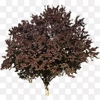 木本植物落叶开花山茱萸-空若网 木本植物落叶开花山茱萸-空若网