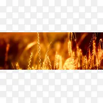 美丽的小草-空若网 美丽的小草-空若网