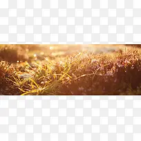 光下的小草-空若网 光下的小草-空若网