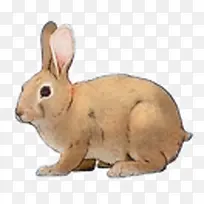 手绘兔子-空若网 手绘兔子-空若网