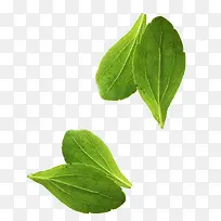 菜叶-空若网 菜叶-空若网