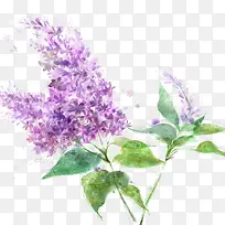 »æ»³öÞ¹Ò²Ý-¿ÕÈôÍø »æ»³öÞ¹Ò²Ý-¿ÕÈôÍø