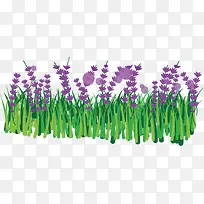 薰衣草花-空若网 薰衣草花-空若网