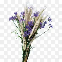 ��ɫ޹�²�-������