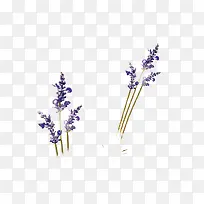 ޹�²�-������