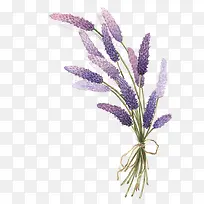 薰衣草-空若网 薰衣草-空若网