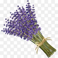 薰衣草-空若网 薰衣草-空若网